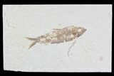 Knightia Fossil Fish - Wyoming #85413-1